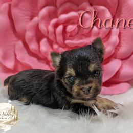 Chanel - Chocolate and tan female Yorkshire Terrier puppy in Austin, Texas from Rhine Valley Yorkies