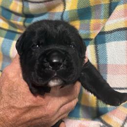 Red Collar - Black female Cane Corso puppy in Paris, Texas from Knucklehead Cane Corso