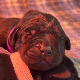 Purple - Black female Labrador Retriever puppy in Malabar, Florida from Mythic Labradors, LLC