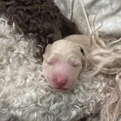 Goldendoodle Puppies from O’Doodle Clan Goldendoodles