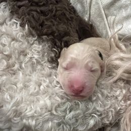 Goldendoodle Puppies from O’Doodle Clan Goldendoodles