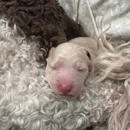 Goldendoodle Puppies from O’Doodle Clan Goldendoodles