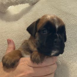 London - Fawn female Boxer puppy in Medical Lake, Washington from Back Forty Boxers and Old English Bulldogs