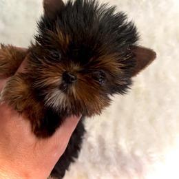 Maltese and Yorkshire Terrier Puppies from tatortot pup