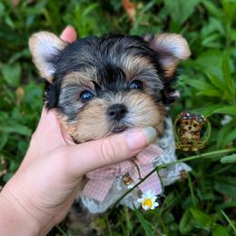Korean Tala - female Companion Cross puppy in Barren Springs, Virginia from Seeking Shalom Acres Maltese, Maltipoos & Havamalts