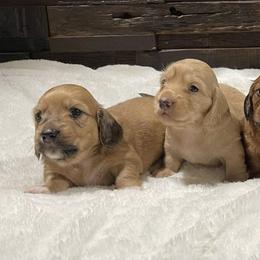 Dachshunds from Juliana's Dachshunds