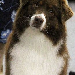 Australian Shepherds from Snowberry Point Aussies