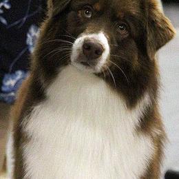 Australian Shepherds from Snowberry Point Aussies
