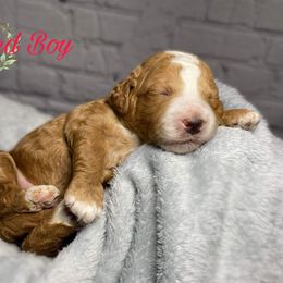 Red Boy - Red  Goldendoodle puppy in Excelsior Springs, Missouri from Zoodles Micro Goldendoodles