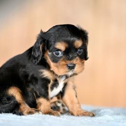 Chester - Black and tan male Cavalier King Charles Spaniel puppy in Sugarcreek, Ohio from Chocolate Cavalier