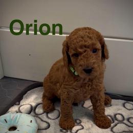 Orion - Red  male Poodle puppy in Union Grove, Alabama from Beltane Bonnies
