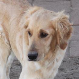 Mango - Golden Retriever