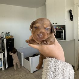 Boy 2 - Dapple male Dachshund puppy in Las Animas, Colorado from J&D Dachsies