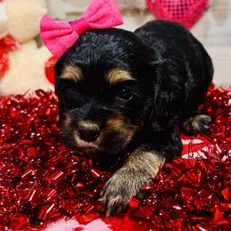 Andi - Black white and tan female Cockapoo puppy in Richton, Mississippi from Magnolia Hill Doodles
