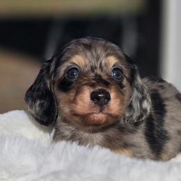 Willie - Dapple male Dachshund puppy in Mcminnville, Tennessee from Red Barn Farms Minis