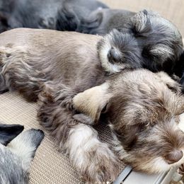 Miniature Schnauzer Puppies from Los Angeles Miniature Schnauzers