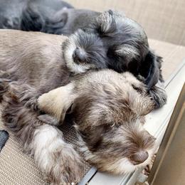 Miniature Schnauzer Puppies from Los Angeles Miniature Schnauzers
