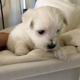 West Highland White Terrier Puppies from Westies of Creek's Bend