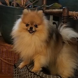 Lassiter - Pomeranian