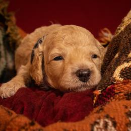 Poodle Puppies from Bella's Beauties Moyen Poodles
