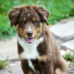 Red-Tri Boy (less white) - Red tri-color male Miniature American Shepherd puppy in Charlottesville, Virginia from Bugsie's Mini Aussies