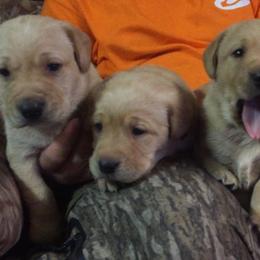 Labrador Retriever Puppies from Fetchmoore’s Labrador Retriever’s
