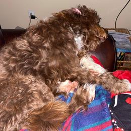 Aussiedoodle All Grown Up from Sand Hill Aussies and Doodles