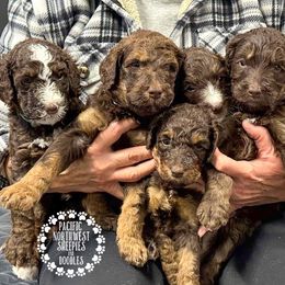 Bernedoodle Puppies from PNW Sheepies and Doodles