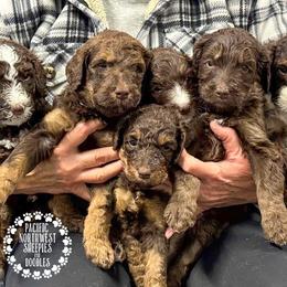 Bernedoodle Puppies from PNW Sheepies and Doodles