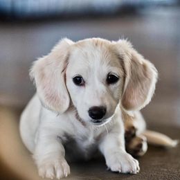 Dachshund Puppies from Chilidog Dachshunds