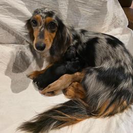 Viktor - Black and tan male Dachshund puppy in Dade City, Florida from Kingpindoxies