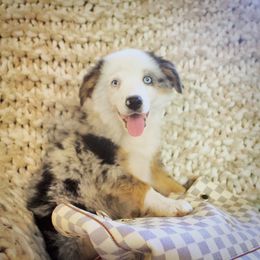 Corbin - Miniature Australian Shepherd puppy in Berryville, Arkansas from 2Lazy2P Mini Aussies