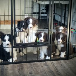 Australian Shepherd Puppies from Taneum Creek Australian Shepherds