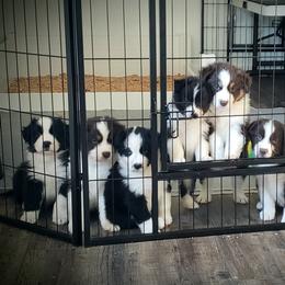 Australian Shepherd Puppies from Taneum Creek Australian Shepherds