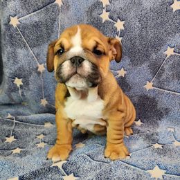 Jesse - Red and white female Bulldog puppy in Hillsdale County, Michigan from KZ Bullies LLC