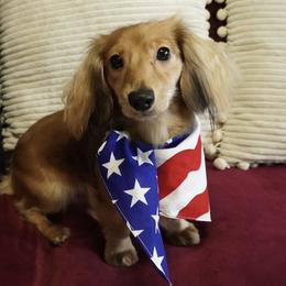 Honey - Dachshund