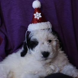 Prancer - Black and white male Bernedoodle puppy in Williamston, South Carolina from Sassy Bob’s Dogs