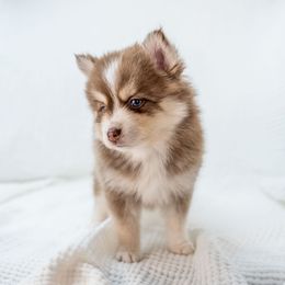 Rubble - Red and white male Pomsky puppy in Spring City, Pennsylvania from Pomsky Power Puppies