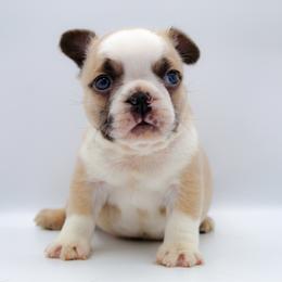 Gumbo - Fawn and white male French Bulldog puppy in Star City, Arkansas from T4 Farms