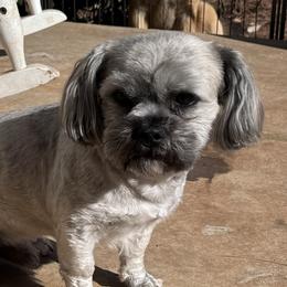 Sampson - Shorkie