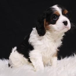 Cavalier King Charles Spaniel Puppies from Christina’s Cavaliers