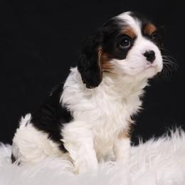 Cavalier King Charles Spaniel Puppies from Christina’s Cavaliers