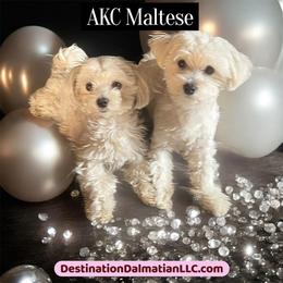 Maltese puppies from Miracles With Paws