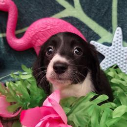 Echo - Black male Dachshund puppy in Pocasset, Massachusetts from Dachs of the Bay