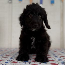 Boy 2 - Black male Assorted Doodle Crosses puppy in Waco, Georgia from Huff Family Doxies & Doodles