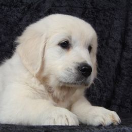 Perfect Peace Goldens breeder of Golden Retriever