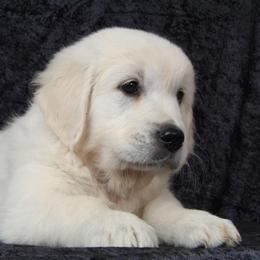 Perfect Peace Goldens breeder of Golden Retriever