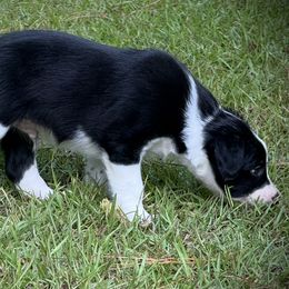 ENZO - Black and white male Border Collie puppy in New Bern, North Carolina from New Bern Border Collies