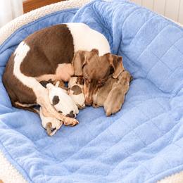 Boy 3 - Fawn (isabella) and tan male Dachshund puppy in Indian Trail, North Carolina from Hilda’s Teenie Weenies