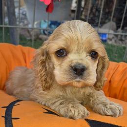 Buff boy - Buff male Cocker Spaniel puppy in Kingman, Arizona from Amore’s Cockers